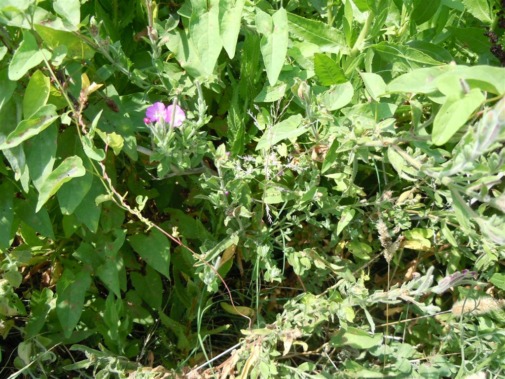 Epilobium hirsutum